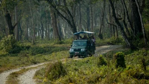 Jungle Safari