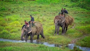Nature and Wildlife