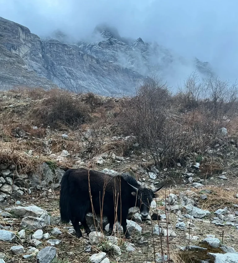 Yak spootted in Langtang