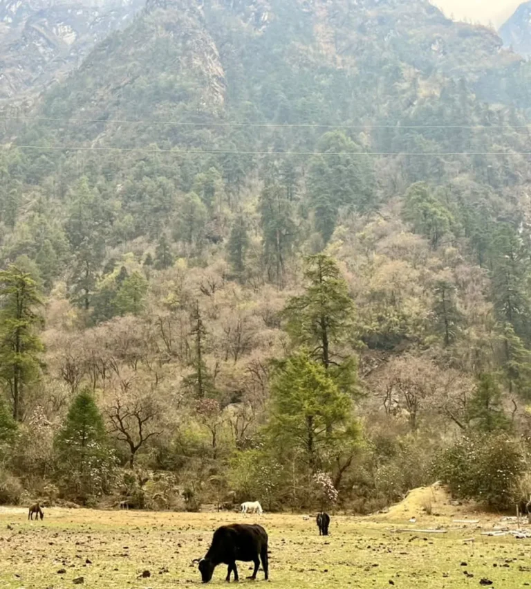 Yak and Horses Grazing in Langtang Valley