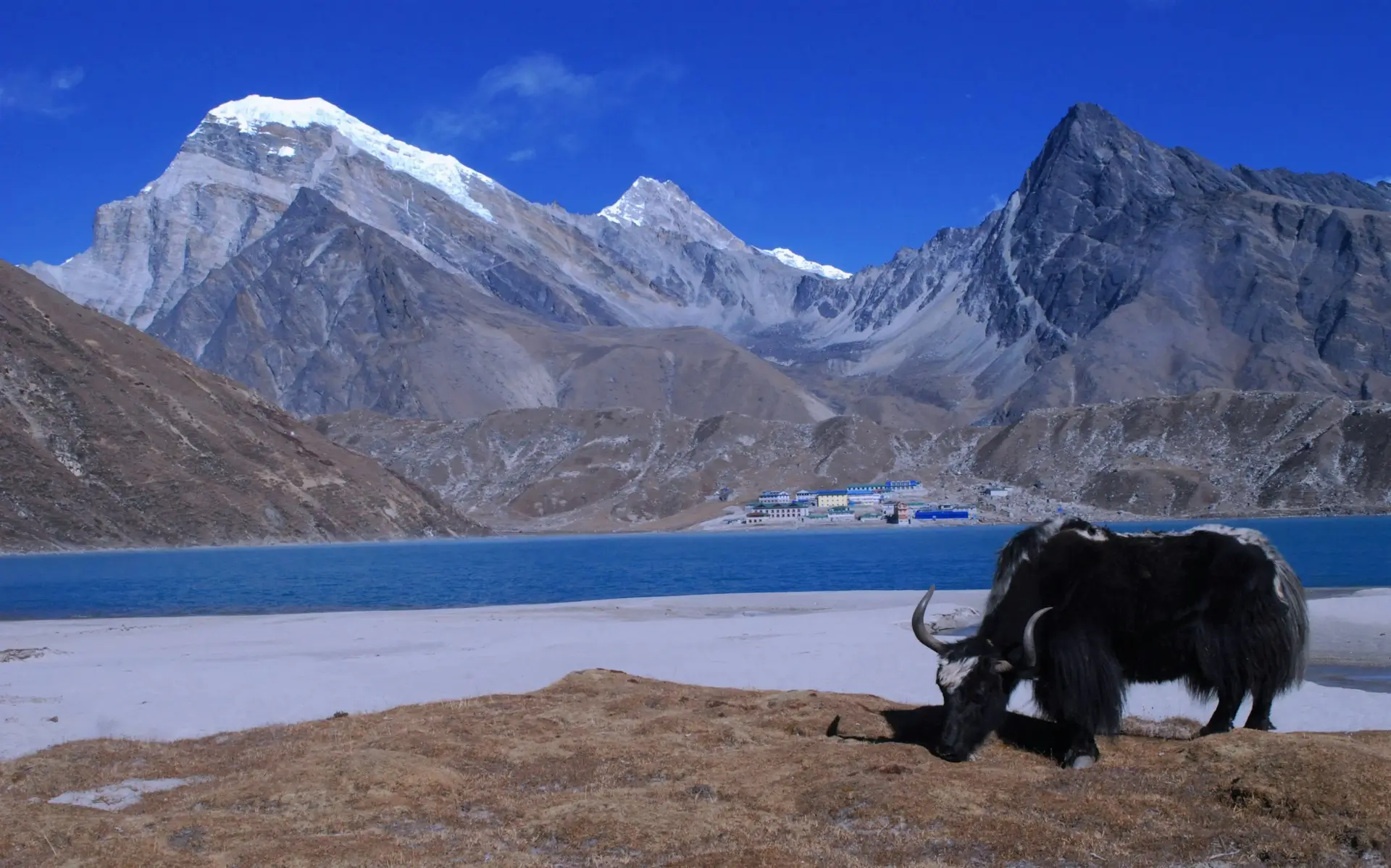 Yak grazing bear Gokyo Lake