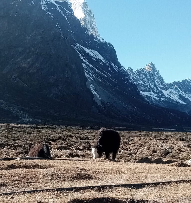 Yak on the trail near Everest Base Camp