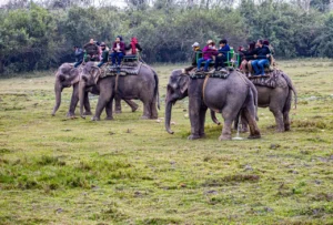 Chitwan National Park Safari 3 Days: Jungle Safari Tour in Nepal