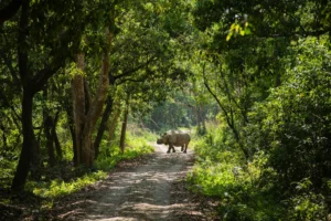 Nepal Itinerary 7 Days: Kathmandu, Chitwan and Pokhara Tour
