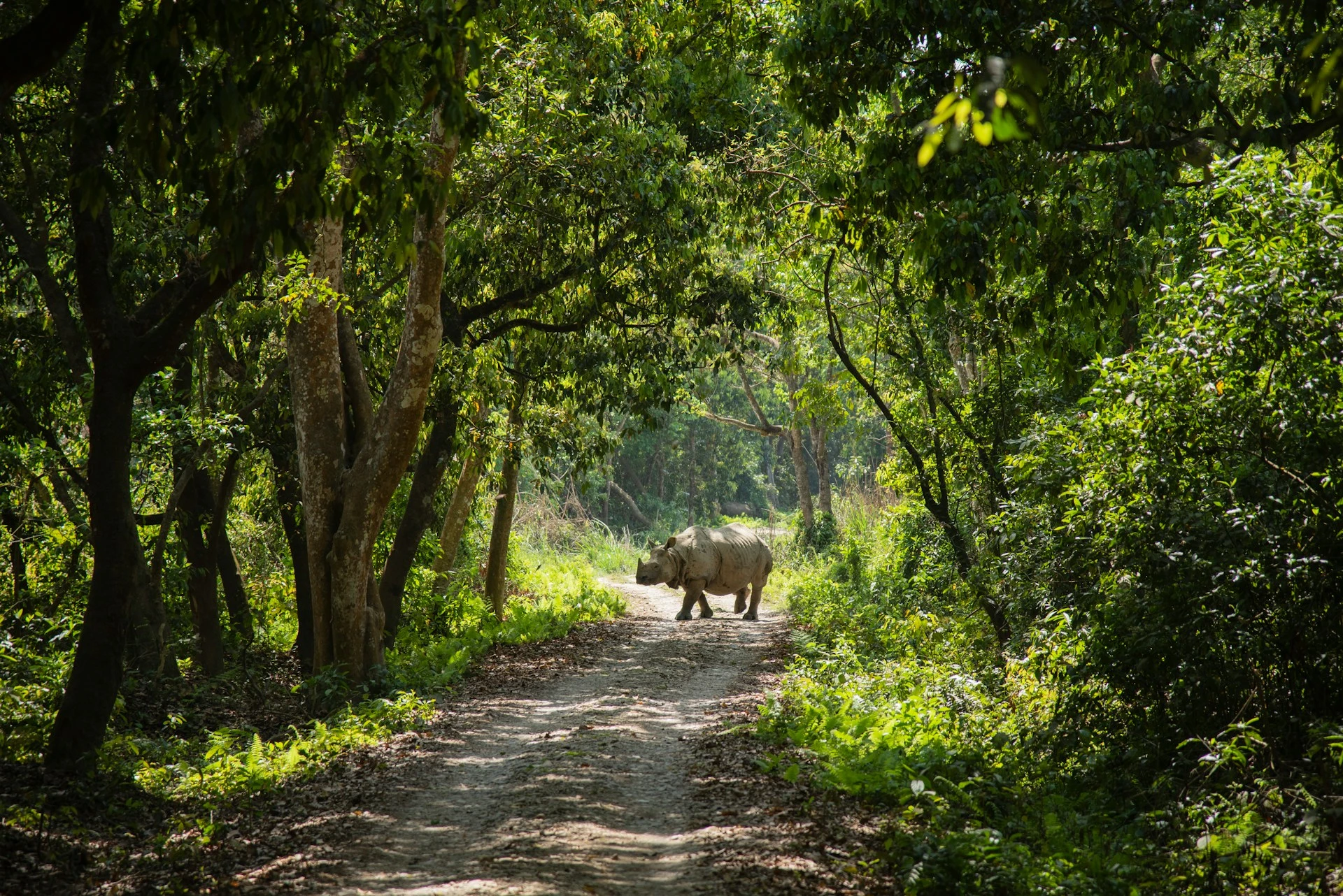 A single greater one-horned rhinoceros walks across a dirt trail winding through a sunlit forest in Chitwan National Park, Nepal.